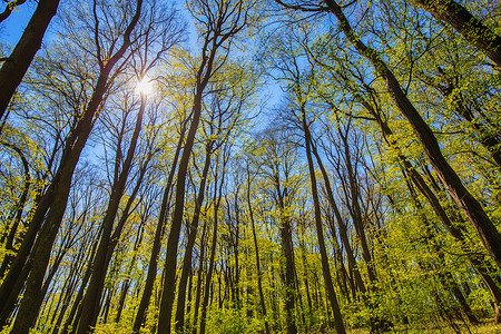 森林树枝春季在蓝天背景图片