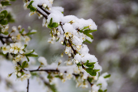 乌克兰四月暴发雪旋风春树图片