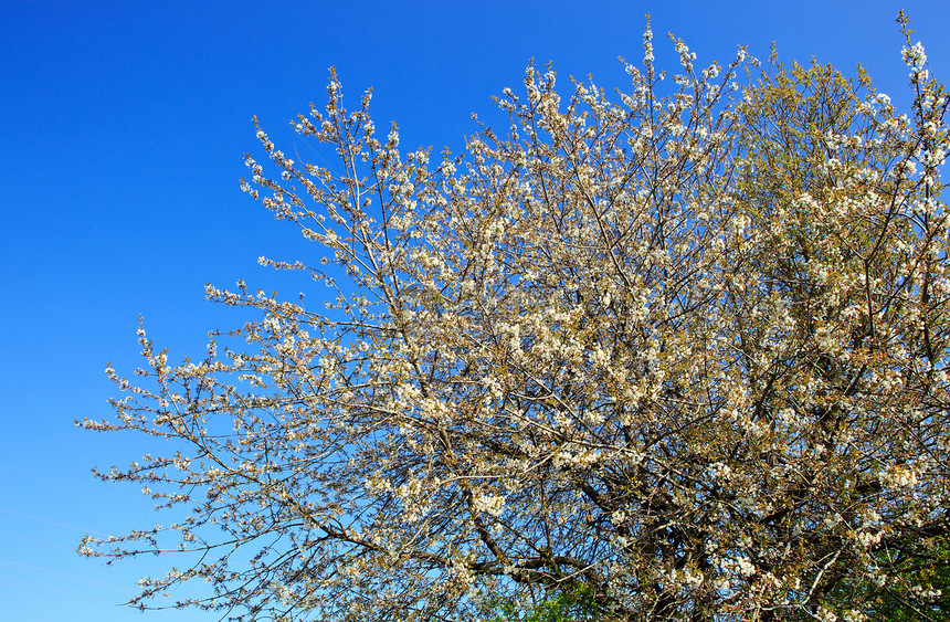 春天的樱花和蓝天图片