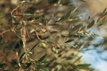 黑山橄榄树林中橄榄树的枝叶图片