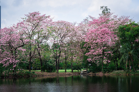 Tabebuia异血杆菌PinkTrum图片