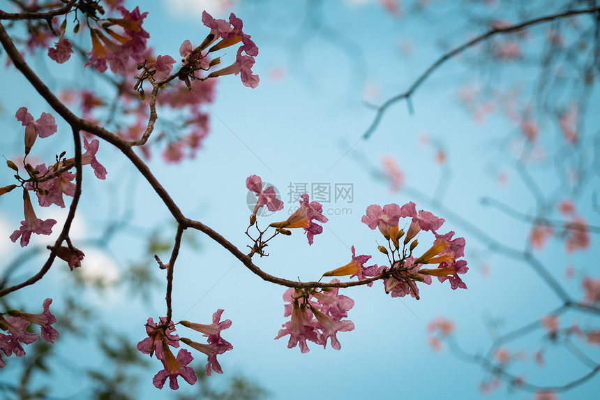 柔软焦点野樱花泰国的鲜花小喇叭树图片