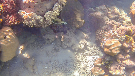 库佐夫卡鱼在埃及胡尔加达红海的明亮彩色珊瑚礁周围游动图片