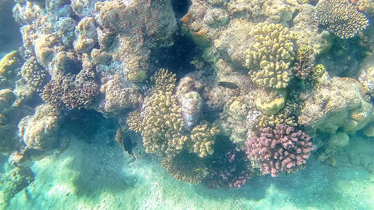 埃及赫哈达红海的浅色珊瑚礁阳光图片