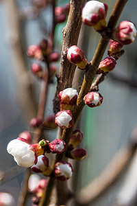 早春有未公开花的杏枝图片