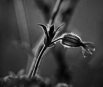 来自多毛植物的背光美丽花朵一天结束的光转换为黑白为了模拟旧的模拟技术图片