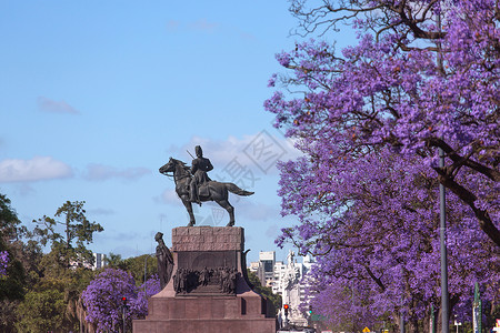 阿根廷布宜诺斯艾利斯的春花杰卡兰达SpringFlowingJaca图片