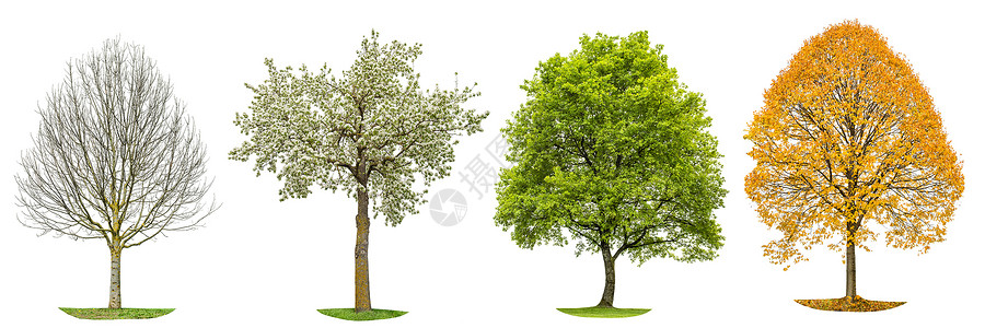 四季自然树木圆影以白色背景隔绝春夏图片