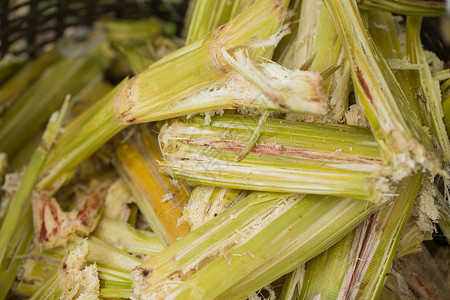 甘蔗袋渣食用糖的来源以及生物燃料纸浆和建筑材料的自然纤维循环利用图片