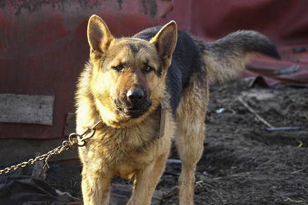 德国牧羊犬被绑在铁链上图片