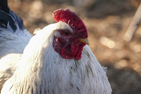 农场上一只白公鸡的特写镜头背景图片