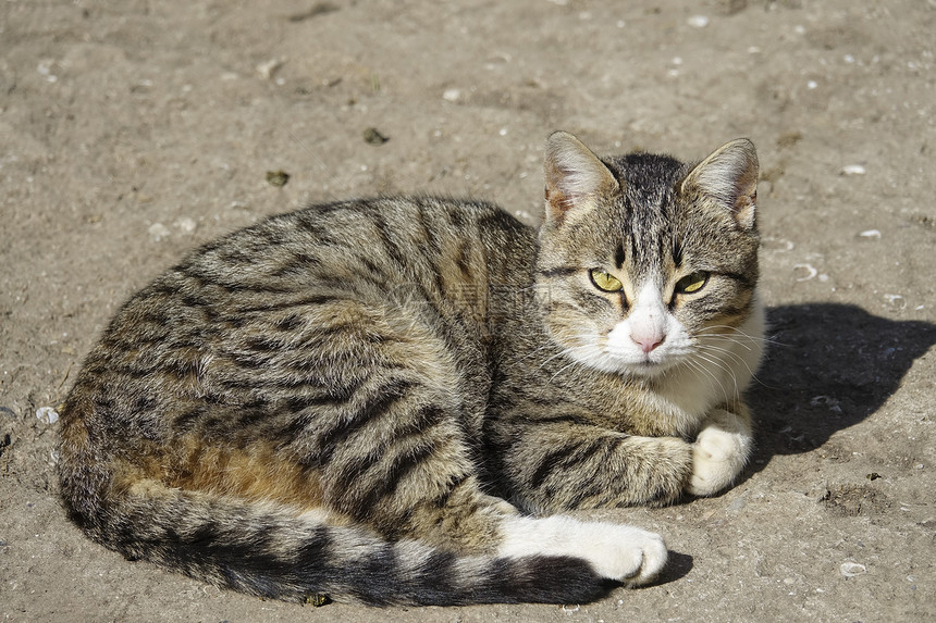 无家可归的条纹猫正在晒太阳图片