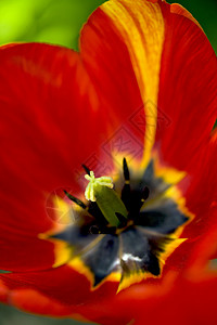 春天花园里的红黄郁金香背景图片