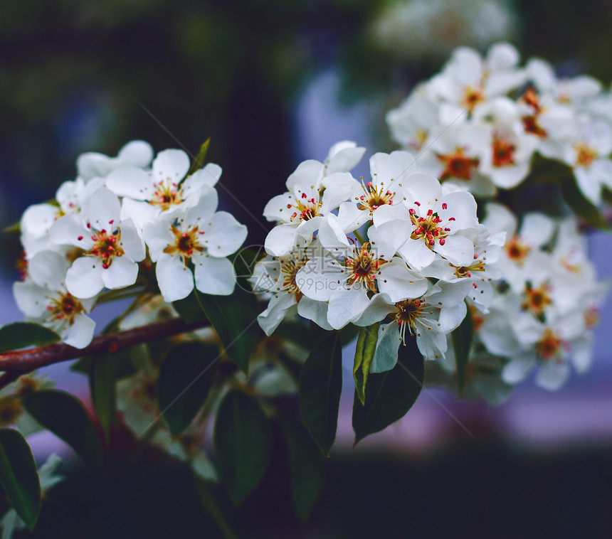 樱花的春天图片