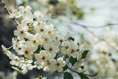 蜜蜂收集花蜜和花粉在白开花图片