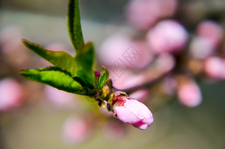 春天桃花开粉红花图片