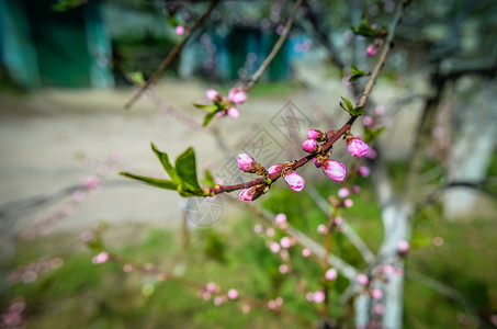 春天桃花开粉红花图片