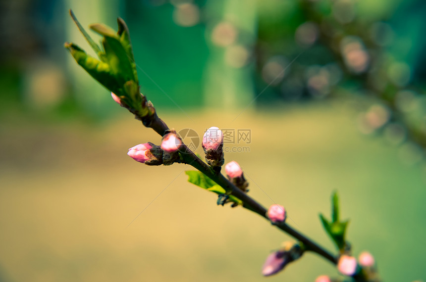 春天桃花开粉红花图片