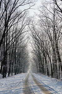 冬季风景美丽的雪覆盖道路雪和霜图片