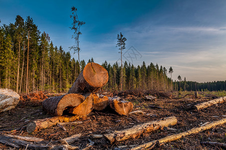 夏季俄罗斯松树林郊外有刺木材根和树桩的树木图片
