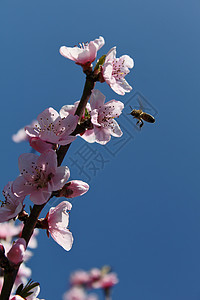 粉红桃花与蜜蜂在花园里图片