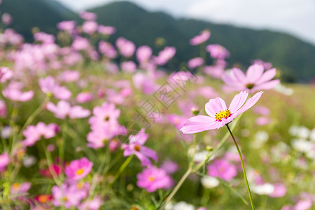 粉红色的花朵波斯菊盛开图片