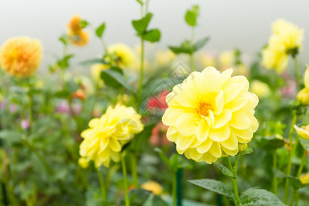 花园里的黄菊花背景图片