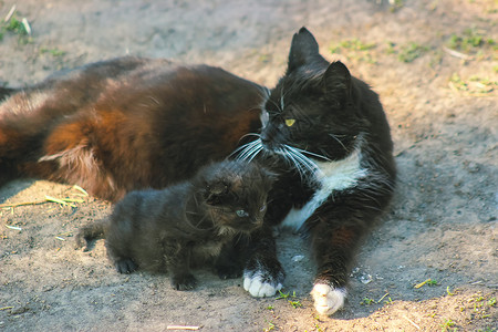 猫妈和小猫躺在太阳傍晚图片