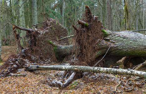 两棵风破碎的老挪威葡萄树相邻图片