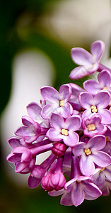 春天常见的丁香花的特写图片