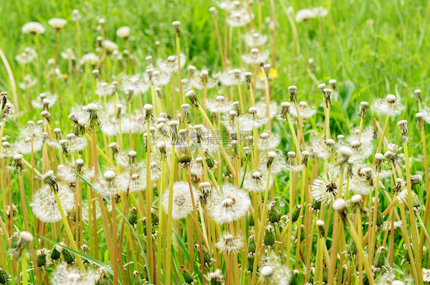 绿色草地上的花朵很美阳光图片