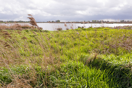 荷兰Nieuwkoopseplassen的沼泽图片