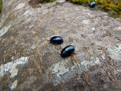 闪光蓝甲虫图片