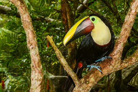 哥斯达黎加的栗子下颌巨嘴鸟图片
