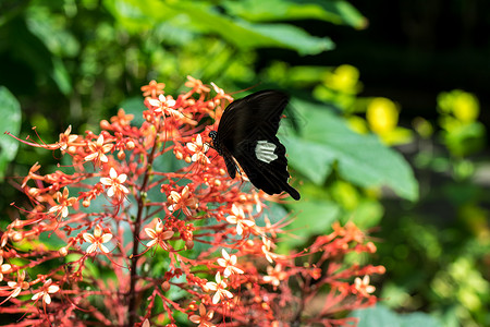 巴厘岛公园的美丽奇特热带蝴蝶图片