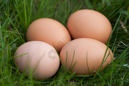 鸡蛋躺在绿草的窝里图片
