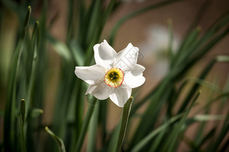 自然界的白水仙花图片