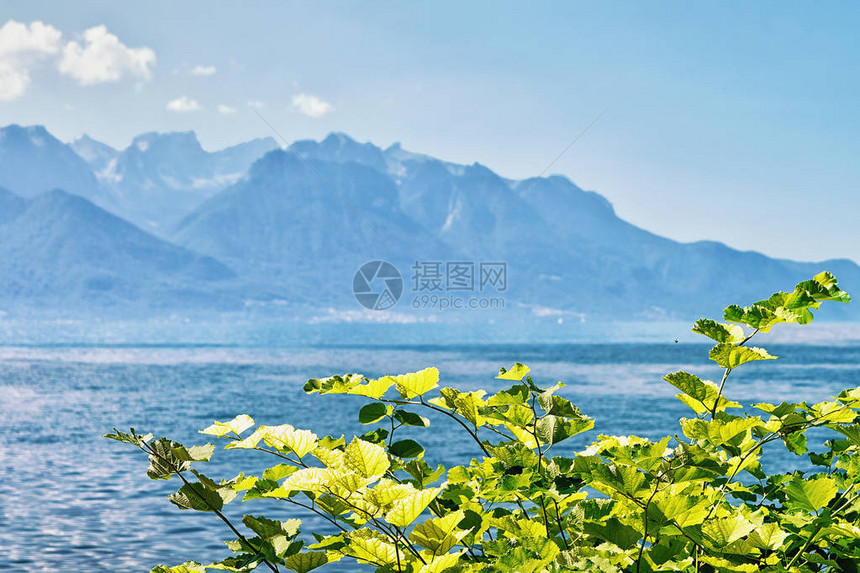 瑞士沃州蒙特勒日内瓦湖滨步道上盛开的绿叶图片