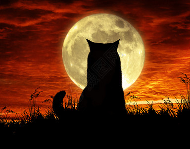 猫坐在月光下图片