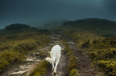 喀尔巴阡山的人类和狗在图片