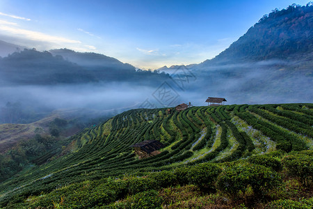 泰国清迈DoiAngKhang的茶园美丽风景图片