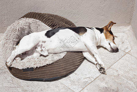 杰克罗素梗犬睡在阳台上晒太阳狗的图片