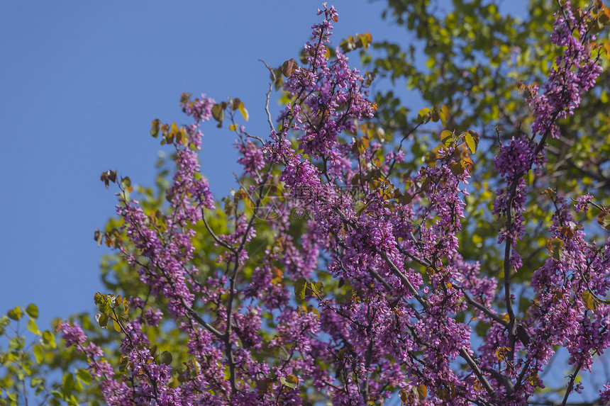 紫色的花朵映衬着深蓝色的天空图片