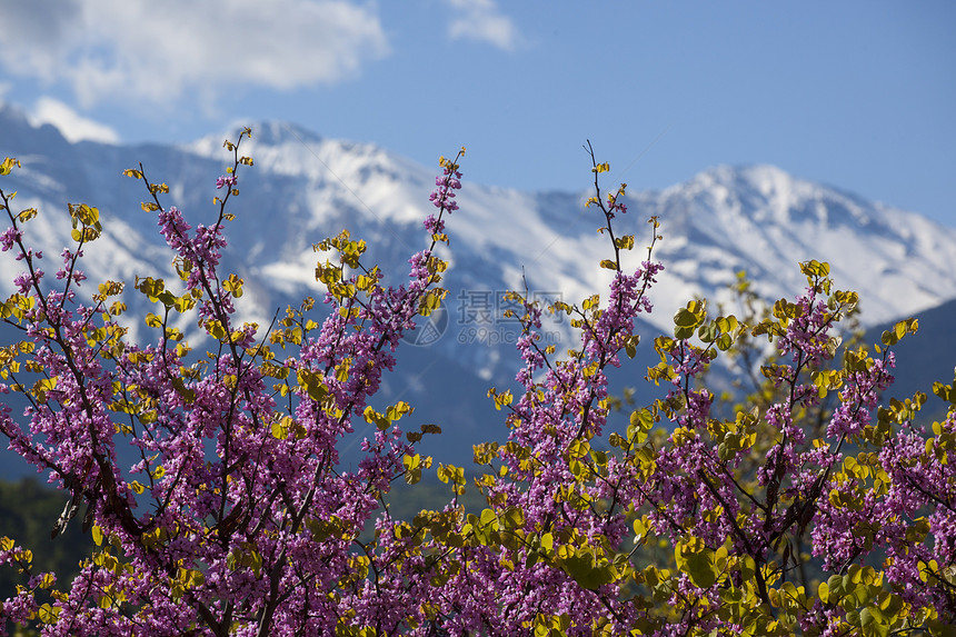 雪山蓝天下的鲜花图片