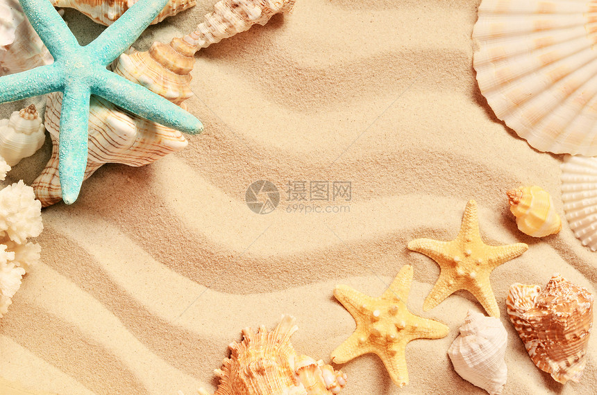 夏日海滩上的贝壳和沙子作为背景海贝壳图片