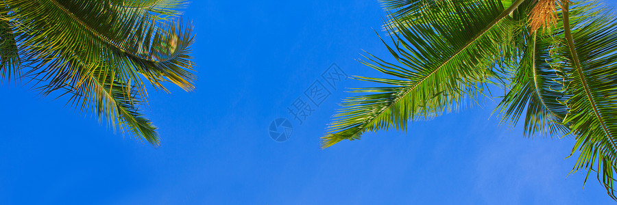 绿色的棕榈树和蓝天夏天的背景图片