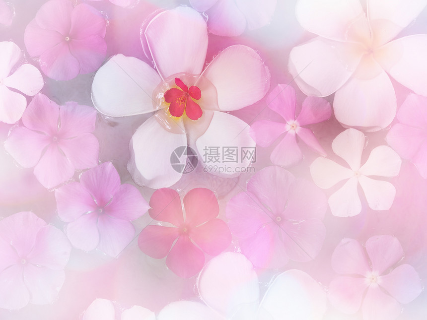 白羽花和漂浮在水上的粉红色花朵古图片