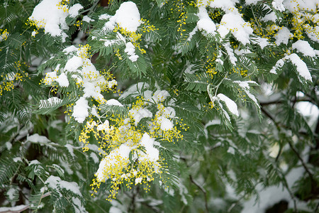 雪下的含羞草花图片