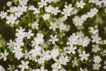 许多白色的花朵在图片