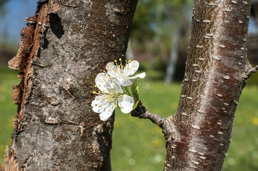 花朵白梅花的织花图片